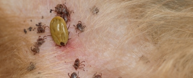 Everything You Need To Know About Dog Ticks PetCareRx